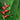 A single red heliconia bloom set against a background of heliconia green leaves