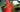 Behold the Heliconia Purpurea!
