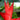 Behold the Heliconia Purpurea!