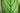 All Plants