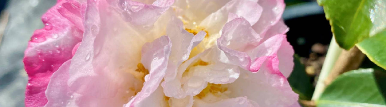 Camellias