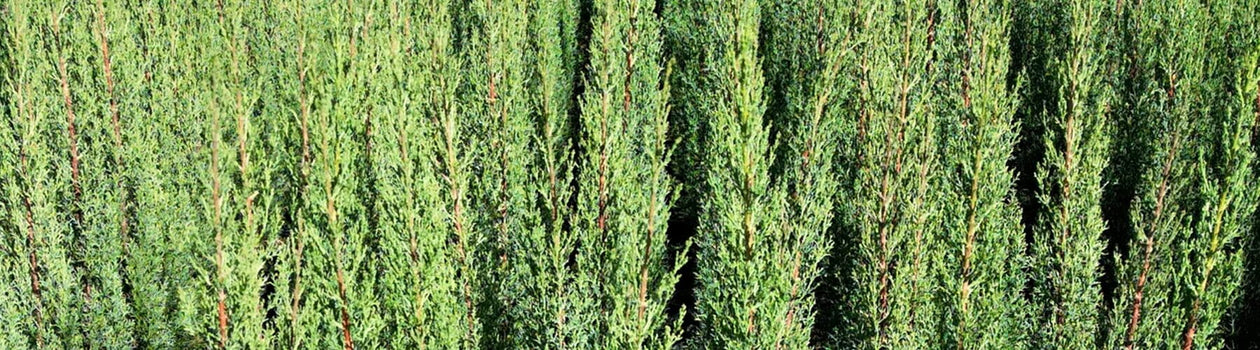 Conifers