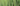 Conifers