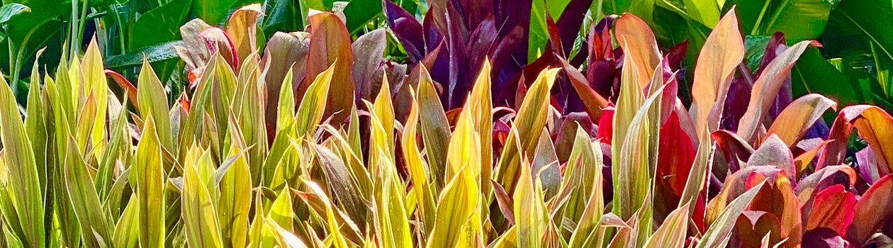Cordylines