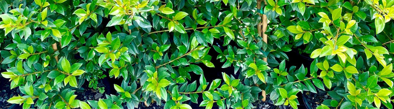 Hedging and Screening