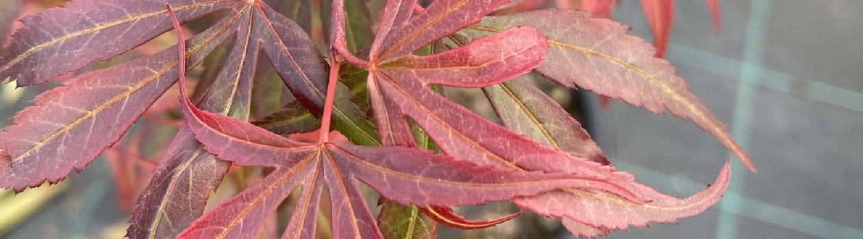 Japanese Maples