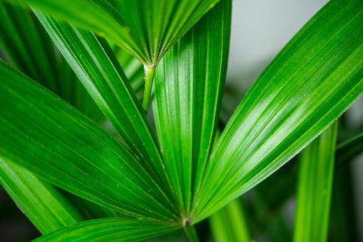 Palms
