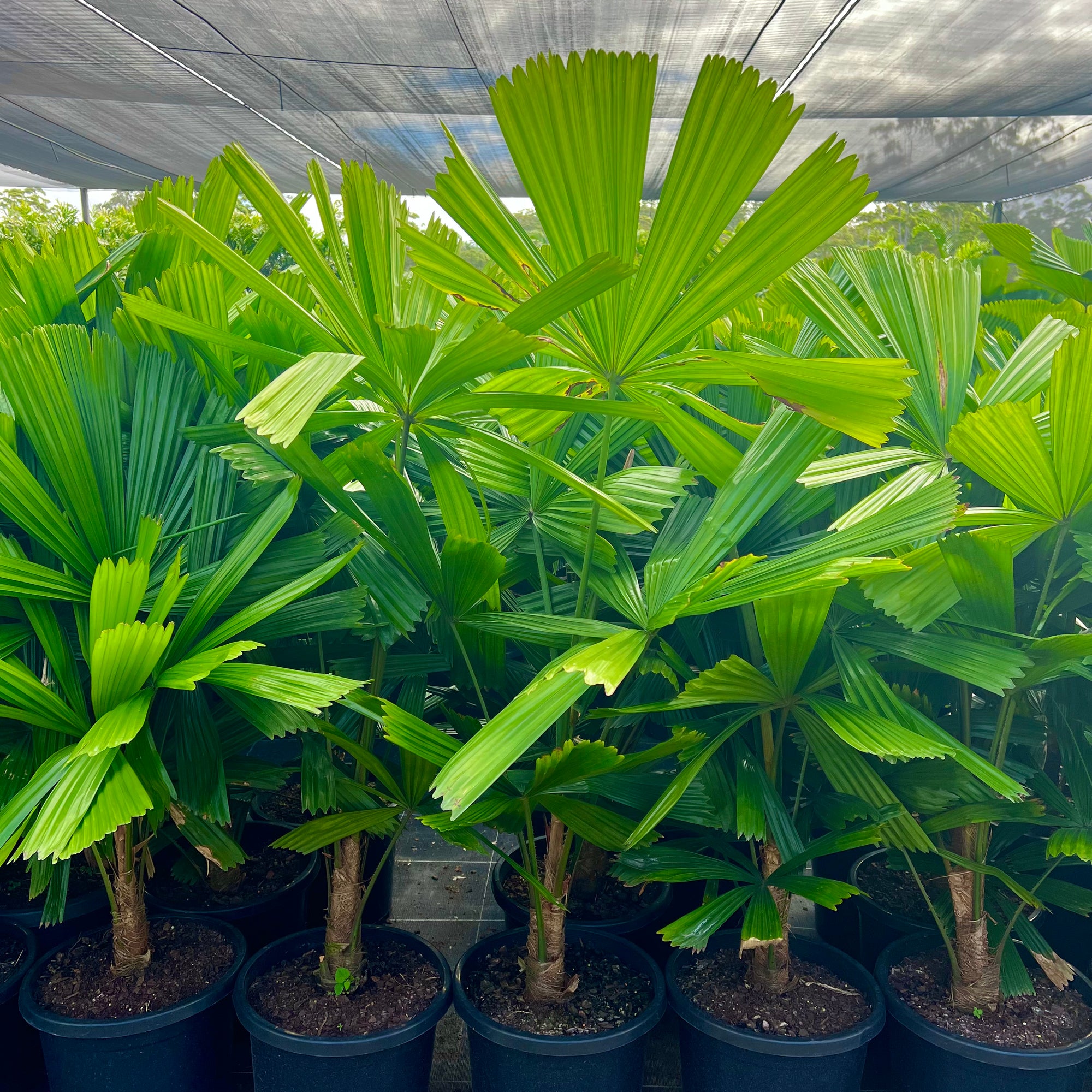 Licuala ramsayi - Australian Fan Palm