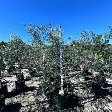 Kalamata Olive Tree in 45Ltr bag