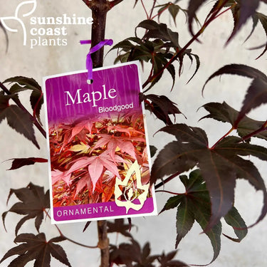 Acer palmatum 'Bloodgood' (Bloodgood Japanese Maple) with deep burgundy foliage and delicate, palmate leaves, creating a striking contrast against the background