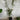 Acer Palmatum Bonfire - Japanese Maple - 300mm pot - Plant