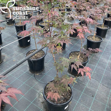Japanese Maples growing in 300mm pots at the nursery, showcasing their lush foliage and uniform, healthy growth."
