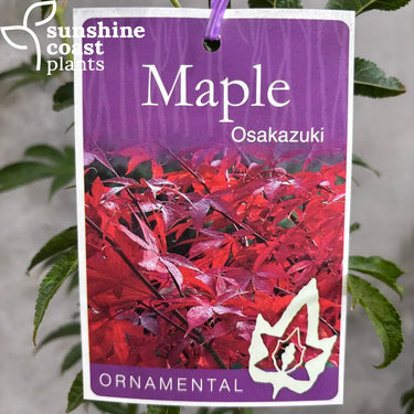 Acer Palmatum ‘Osakazuki’ - Osakazuki Japanese Maple 300mm pot Plant