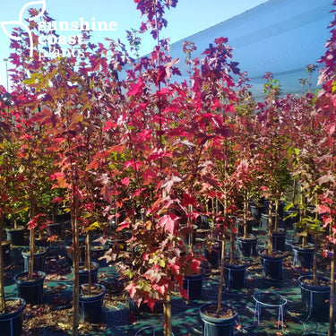 Acer palmatum 'Osakazuki' (Osakazuki Japanese Maple) with broad, deeply lobed green leaves, renowned for its brilliant crimson-red autumn colour