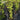Elegant small tree with green leaves and red bark