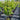 Acer rubrum 'Fairview Flame' (Fairview Flame Red Maple) with lush green foliage, known for its vibrant scarlet-red autumn display and strong, upright form