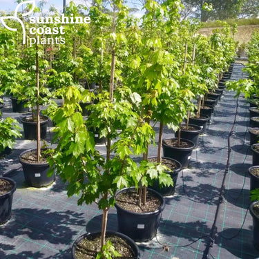 Acer rubrum 'October Glory' (October Glory Lipstick Maple) with dense green foliage, showcasing its brilliant red-orange autumn colour and strong, upright growth