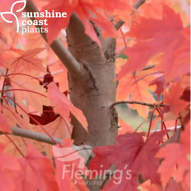 Acer × freemanii ‘Jeffersred’ Autumn Blaze® Lipstick Tree® displaying vibrant red and orange foliage in autumn, with a tall, symmetrical shape and strong branching structure.