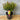 Acmena Allyn Magic 200mm pot