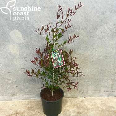 Acmena 'Cherry Surprise' 200mm pot
