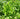 Australian native evergreen with glossy green leaves