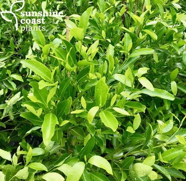 Australian native evergreen with glossy green leaves