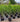 Acronychia imperforata attracts birds, butterflies and bees to the garden