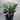 Compact, dwarf agapanthus, with broad strappy clumping foliage and straight smooth stems