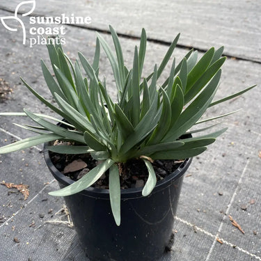 Agapanthus 'Baby Pete' with compact green foliage and clusters of soft blue, trumpet-shaped flowers on short, sturdy stems