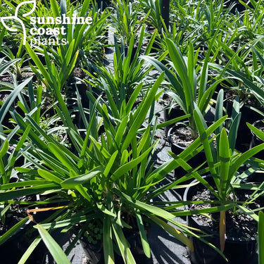 Agapanthus Blue