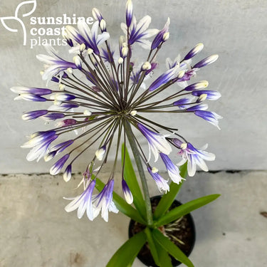 Agapanthus 'Fireworks' with striking bi-color flowers, featuring deep blue and white petals atop tall, slender green stems