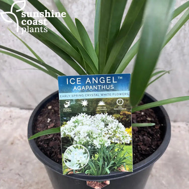 Agapanthus ‘Ice Angel’ Plant