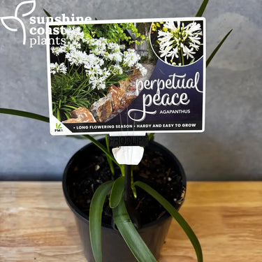 Agapanthus ‘Perpetual Peace’ - 140mm pot - Plant