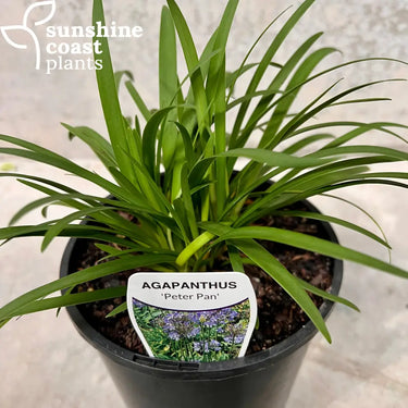 Agapanthus 'Peter Pan' featuring clusters of delicate blue, trumpet-shaped flowers rising above lush, compact green foliage