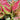 Aglaonema 'Beauty' (Chinese Evergreen) with lush, variegated green leaves accented by soft pink and red tones, creating a vibrant, tropical look