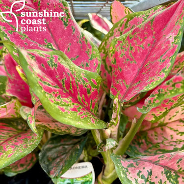 Aglaonema 'Beauty' (Chinese Evergreen) with lush, variegated green leaves accented by soft pink and red tones, creating a vibrant, tropical look