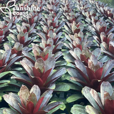 Alcantarea 'Silver Plum' (Silver Plum Bromeliad) with broad, arching leaves in a striking blend of deep purple and silvery-green tones