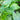 Alocasia brisbanensis (Elephant Ear) with large, glossy green leaves and prominent veins, creating a bold, tropical display