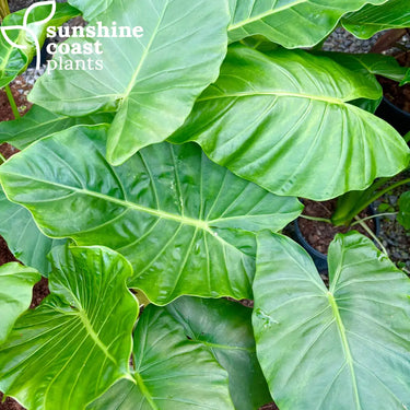 Alocasia brisbanensis (Elephant Ear) with large, glossy green leaves and prominent veins, creating a bold, tropical display