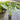 Alocasia calidora dwarf typically grows to around 1m tall