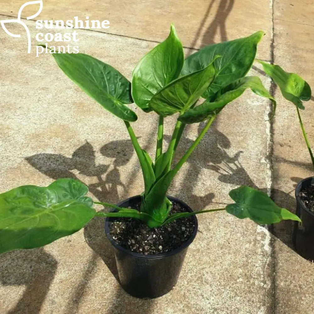 philodendron cucullata Alocasia Cucullata