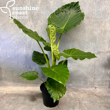Alocasia macrorrhiza (Giant Taro, Elephant Ear) growing in a 300mm pot, displaying its large, glossy green leaves and strong, upright stems