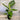 Alocasia macrorrhiza (Giant Taro, Elephant Ear) growing in a 300mm pot, displaying its large, glossy green leaves and strong, upright stems