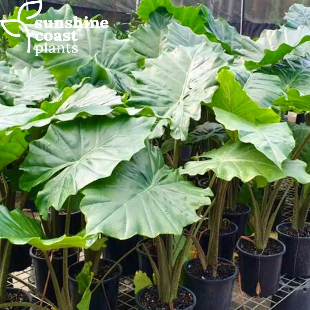 elephant ear plant for sale sydney Alocasia Portadora - Elephant Ear