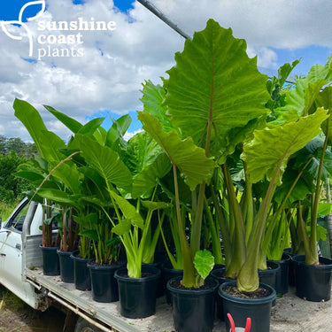 Alocasia Portadora (Portadora Elephant Ear) featuring towering, ruffled green leaves with a dramatic, upright growth habit