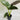 Alocasia wentii (Hardy Elephant Ear) with large, glossy green leaves and a rich purple underside, creating a striking contrast