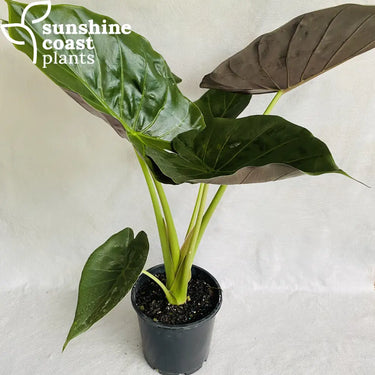 Alocasia wentii (Hardy Elephant Ear) with large, glossy green leaves and a rich purple underside, creating a striking contrast