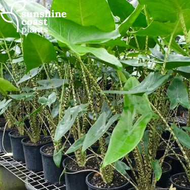 Alocasia zebrina (Zebra Plant) featuring sleek green foliage and distinctive, patterned stems resembling zebra stripes