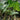 Alocasia zebrina (Zebra Plant) with bold, arrow-shaped green leaves and striking zebra-striped stems, adding an exotic touch