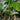 Alocasia zebrina (Zebra Plant) with bold, arrow-shaped green leaves and striking zebra-striped stems, adding an exotic touch